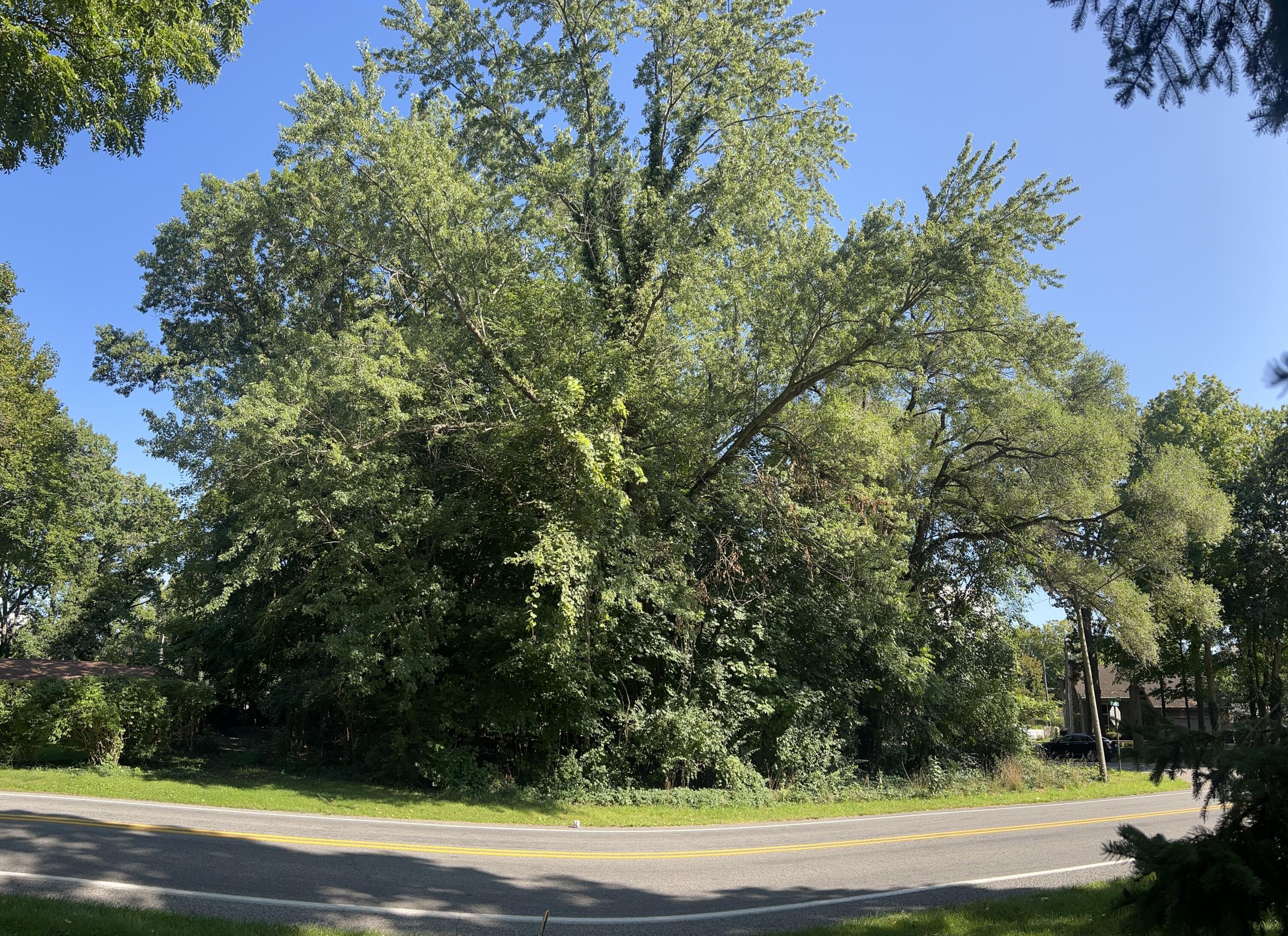 Looking East from Miami Rd