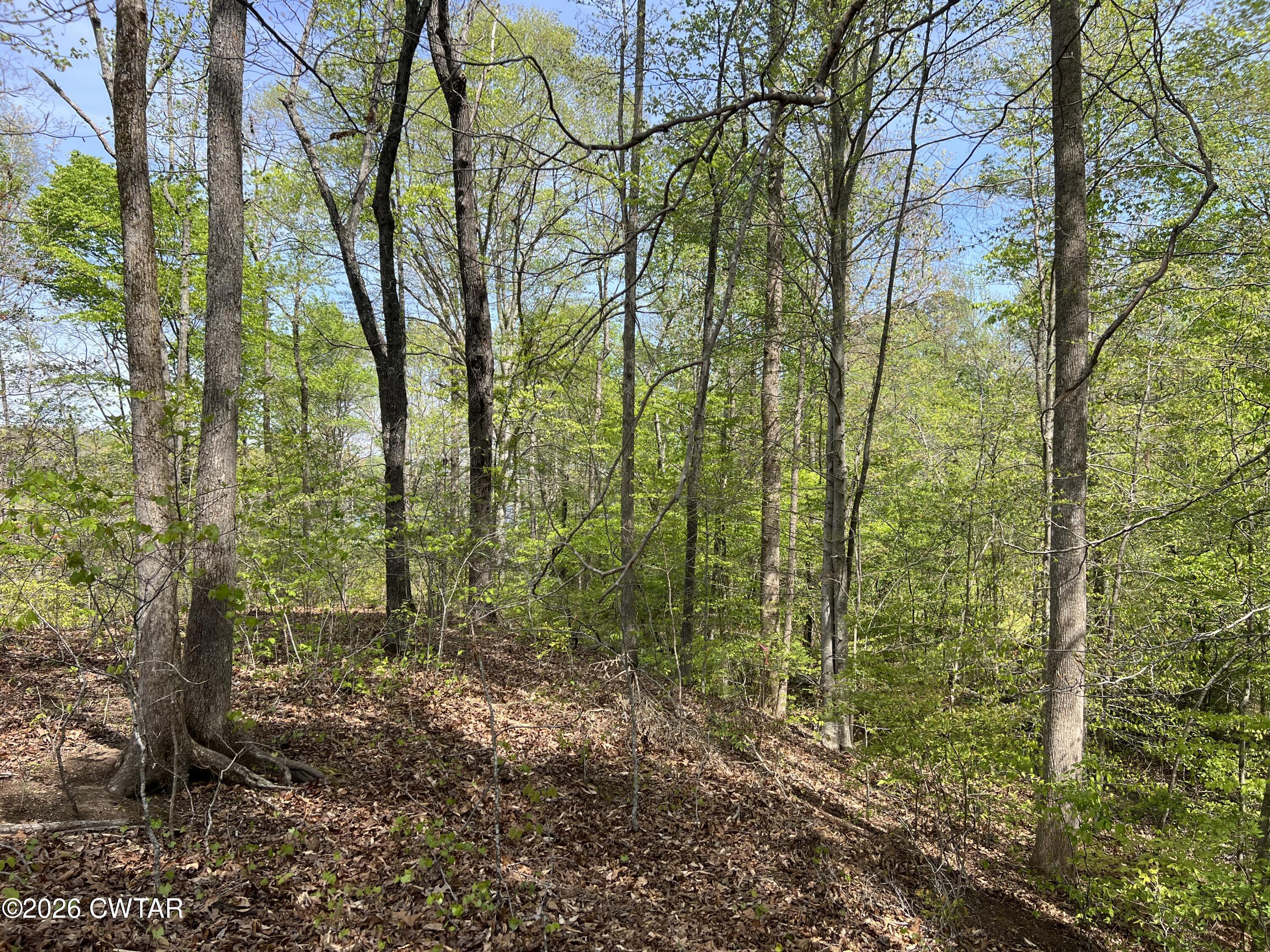 0 Excalibur Trail Cedar Grove, TN 38321 - Photo 2 of 13 a view of forest