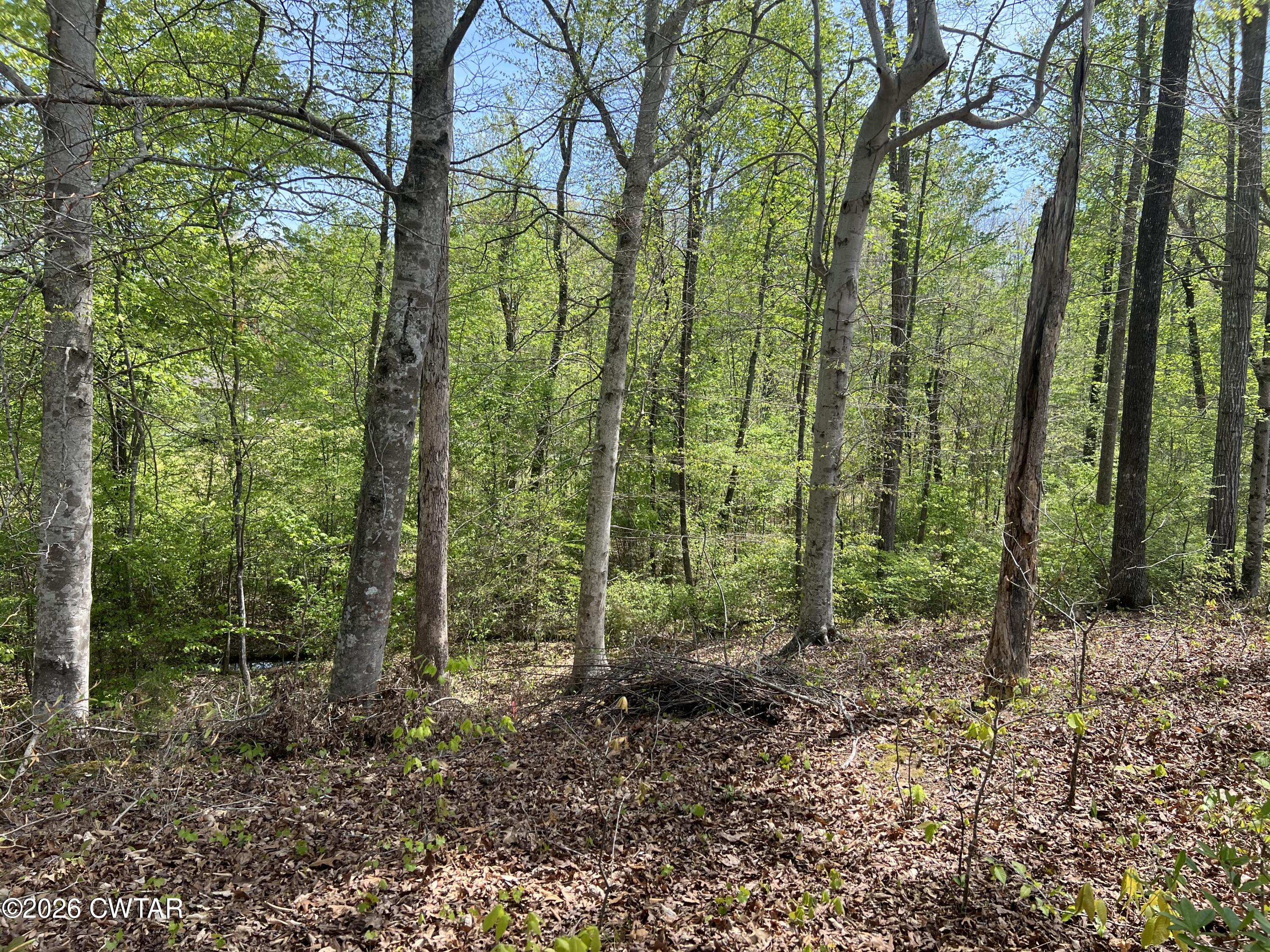 0 Excalibur Trail Cedar Grove, TN 38321 - Photo 3 of 13 a view of forest