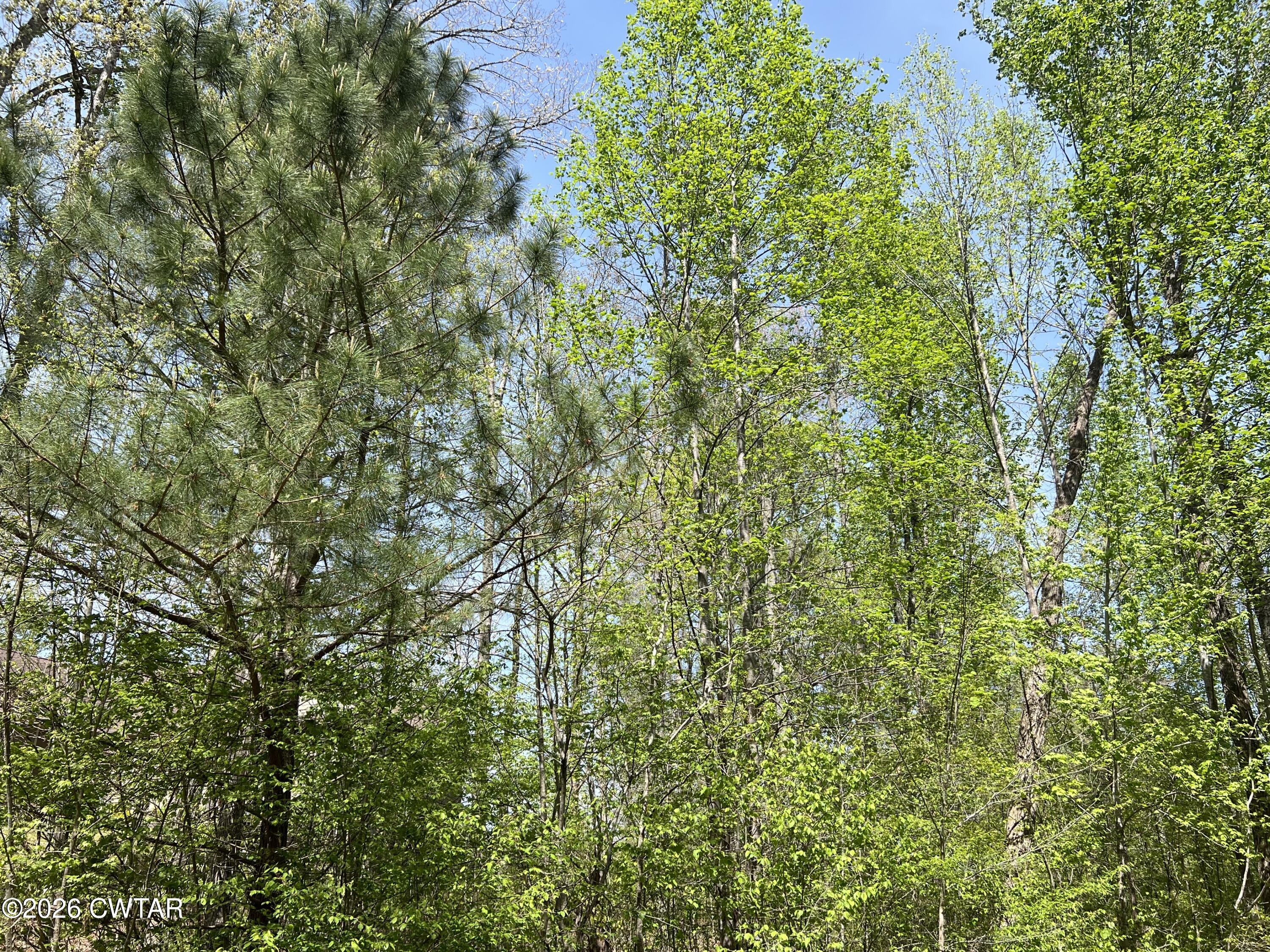 0 Excalibur Trail Cedar Grove, TN 38321 - Photo 4 of 13 a view of a lush green forest