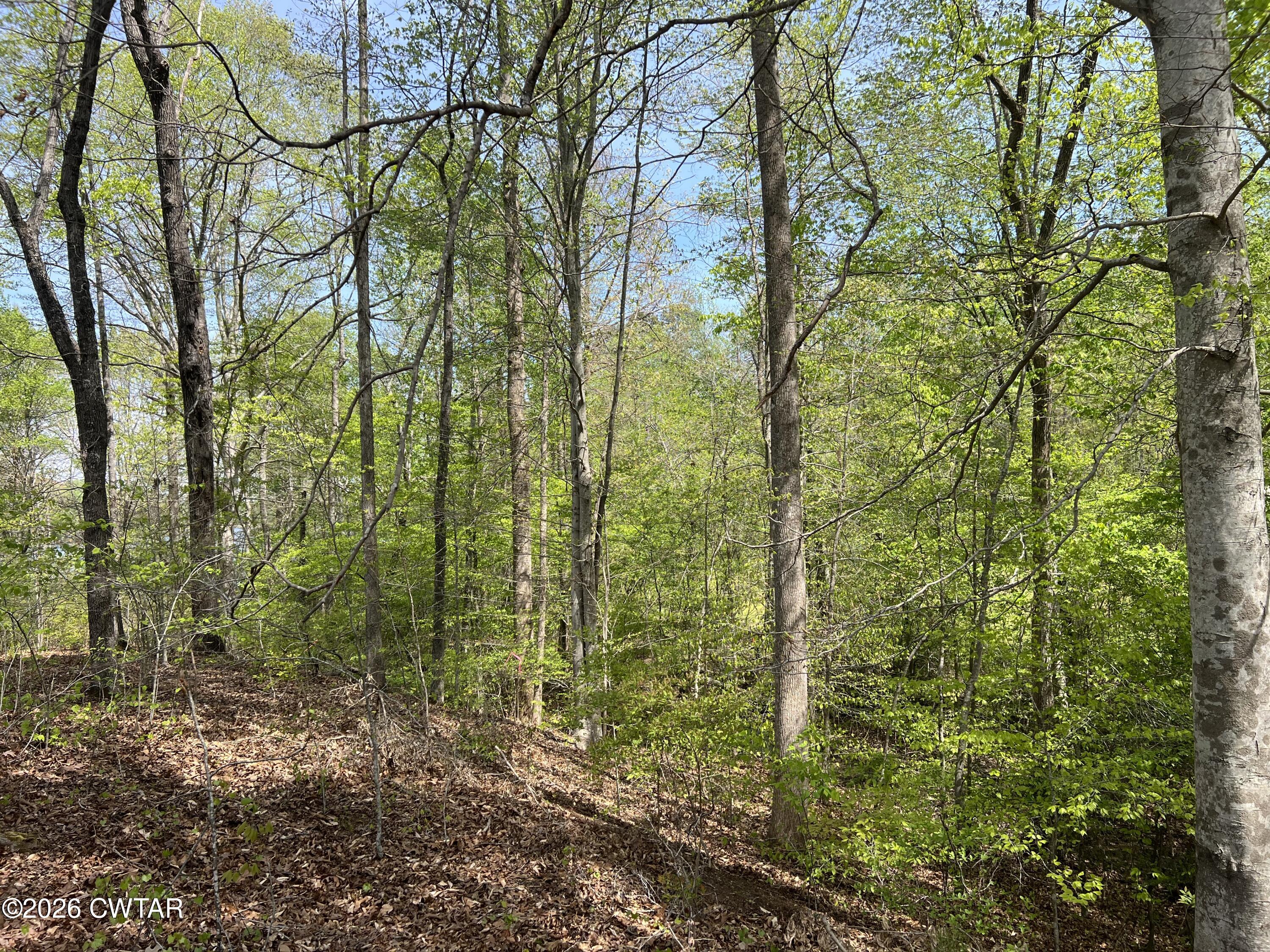 0 Excalibur Trail Cedar Grove, TN 38321 - Photo 5 of 13 a view of a forest