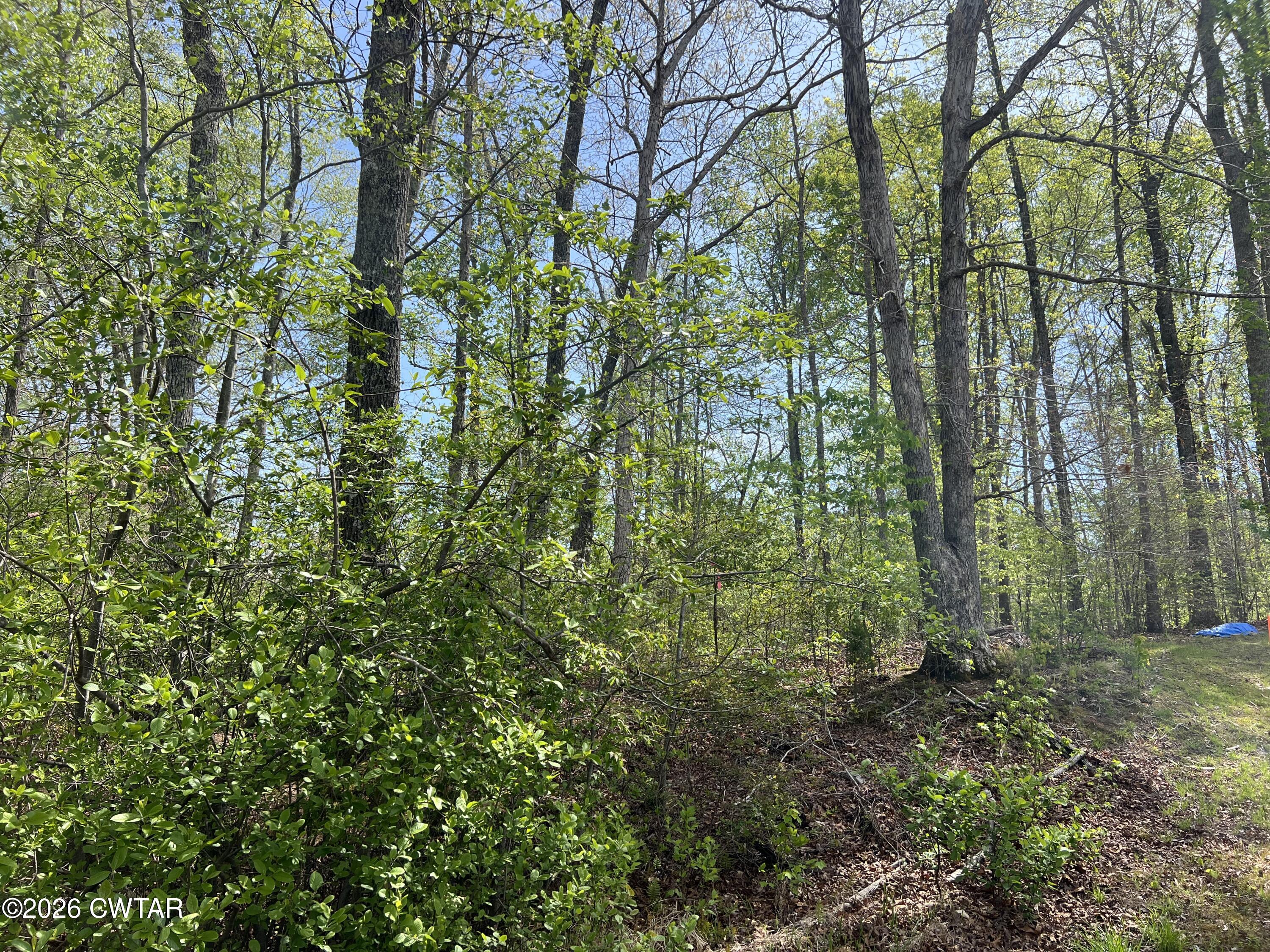 0 Excalibur Trail Cedar Grove, TN 38321 - Photo 7 of 13 a view of a yard with plants and trees