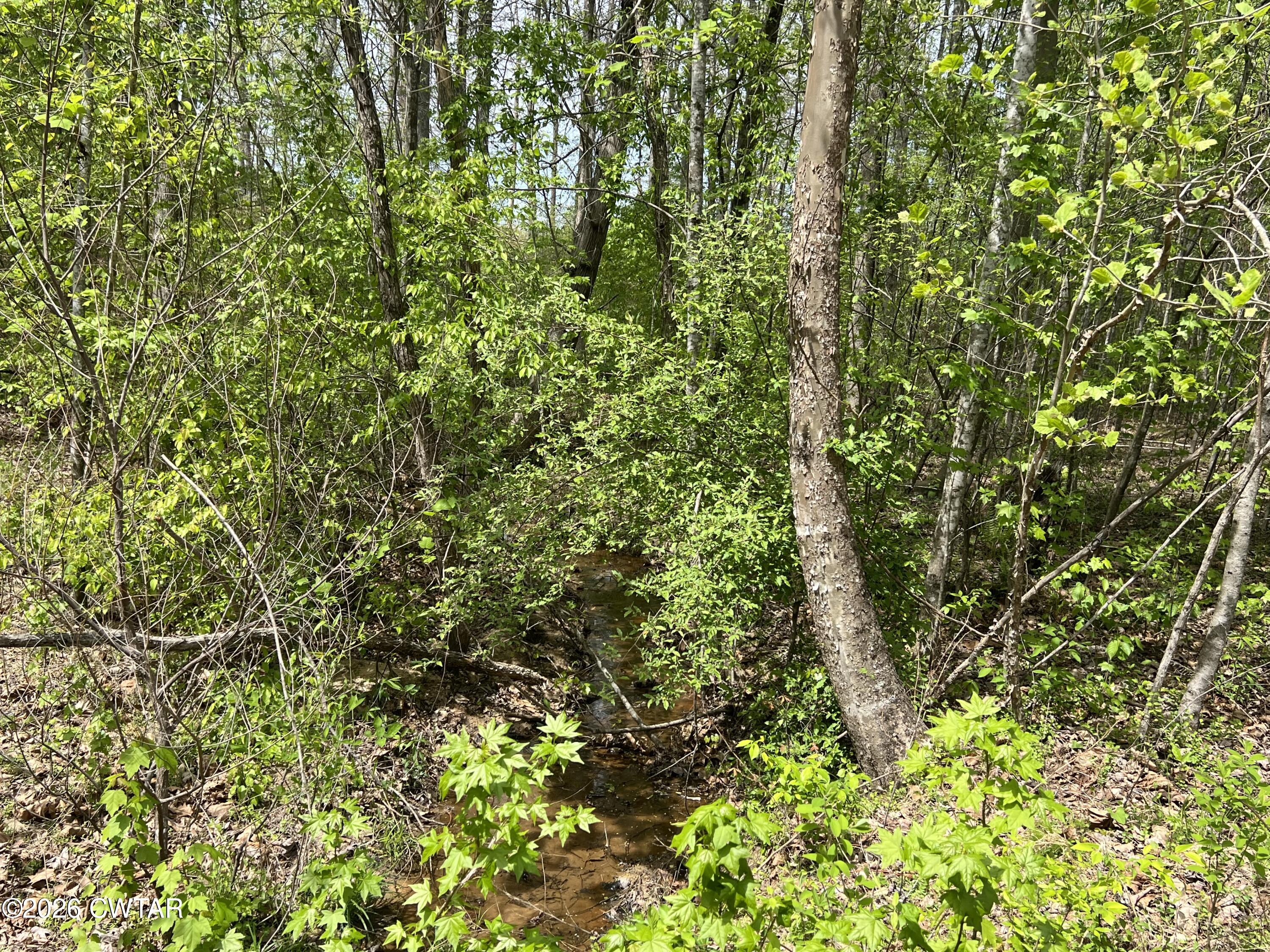 0 Excalibur Trail Cedar Grove, TN 38321 - Photo 9 of 13 a view of a lush green forest