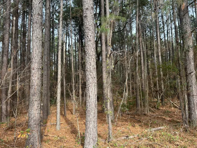 $175,000 | 1465 Jakes Road, Turbeville, SC 29162