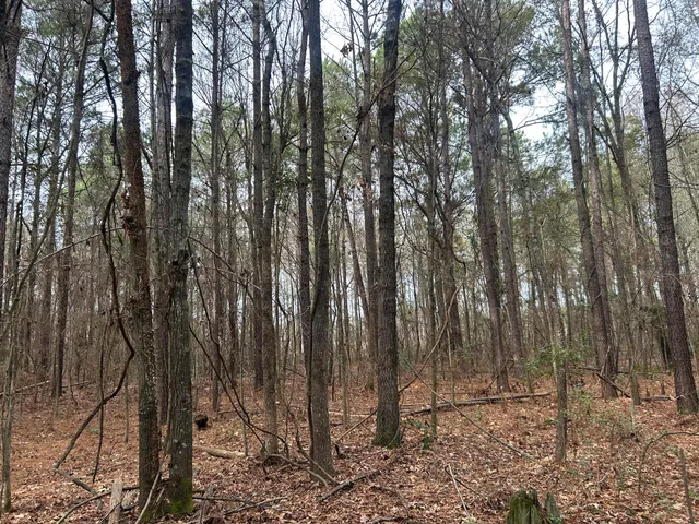 $175,000 | 1465 Jakes Road, Turbeville, SC 29162