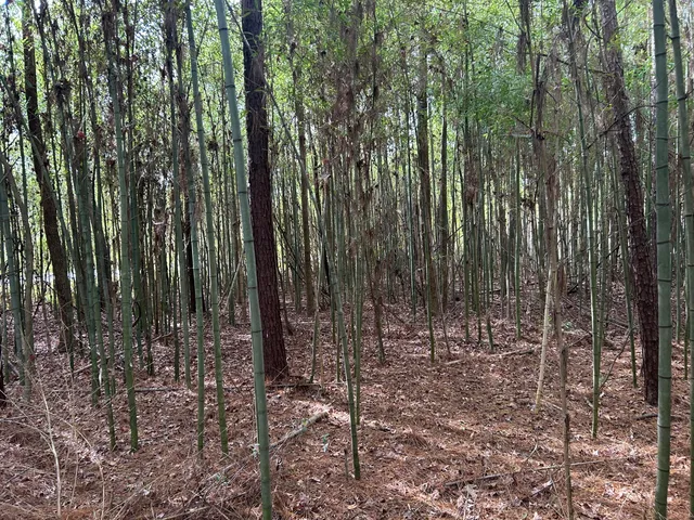 $175,000 | 1465 Jakes Road, Turbeville, SC 29162