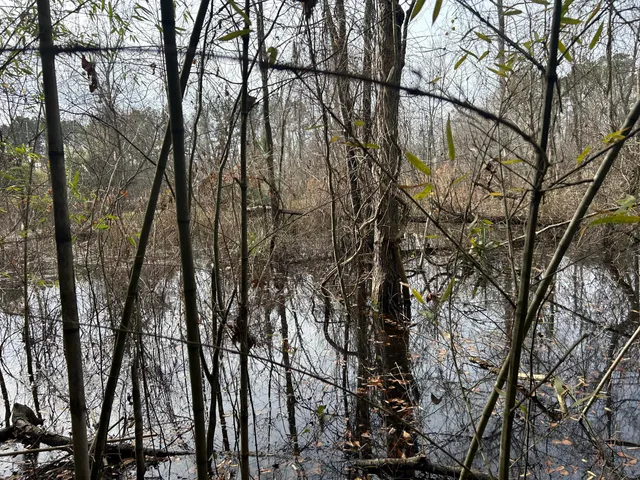 $175,000 | 1465 Jakes Road, Turbeville, SC 29162