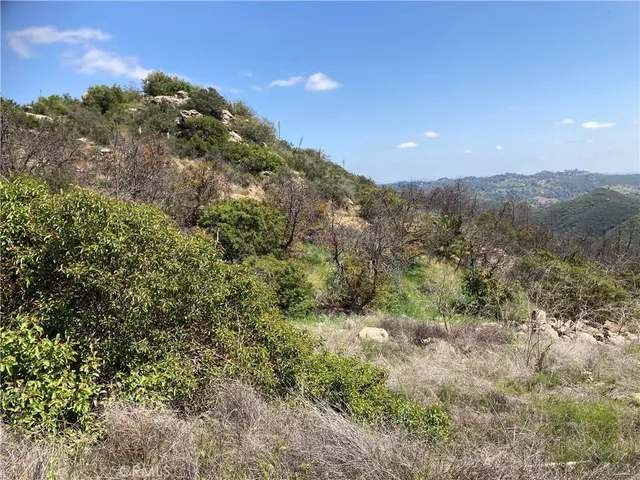 a view of a forest with a mountain in the background