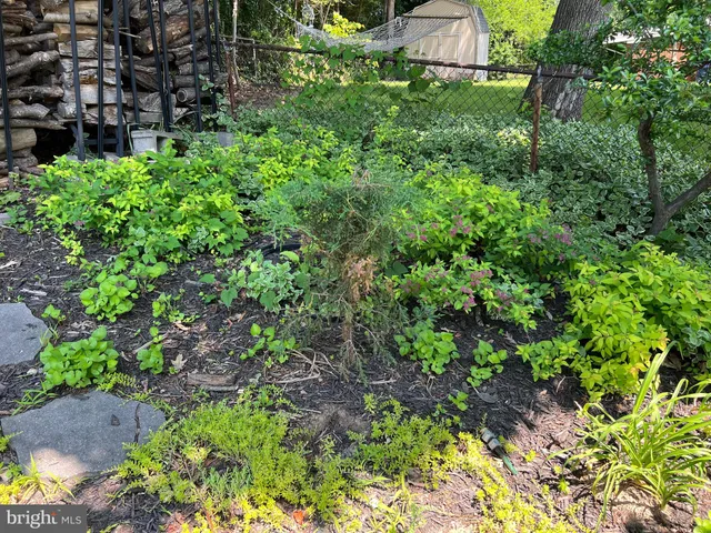 a view of a plant in a garden