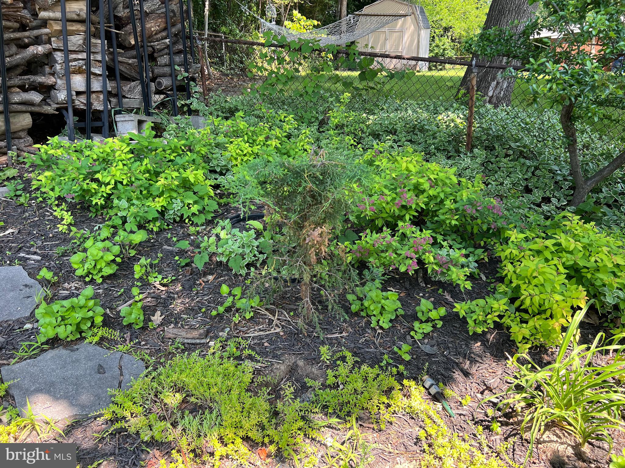 5808 Nystrom Street Hyattsville, MD 20784 - Photo 37 of 38 a view of a plant in a garden