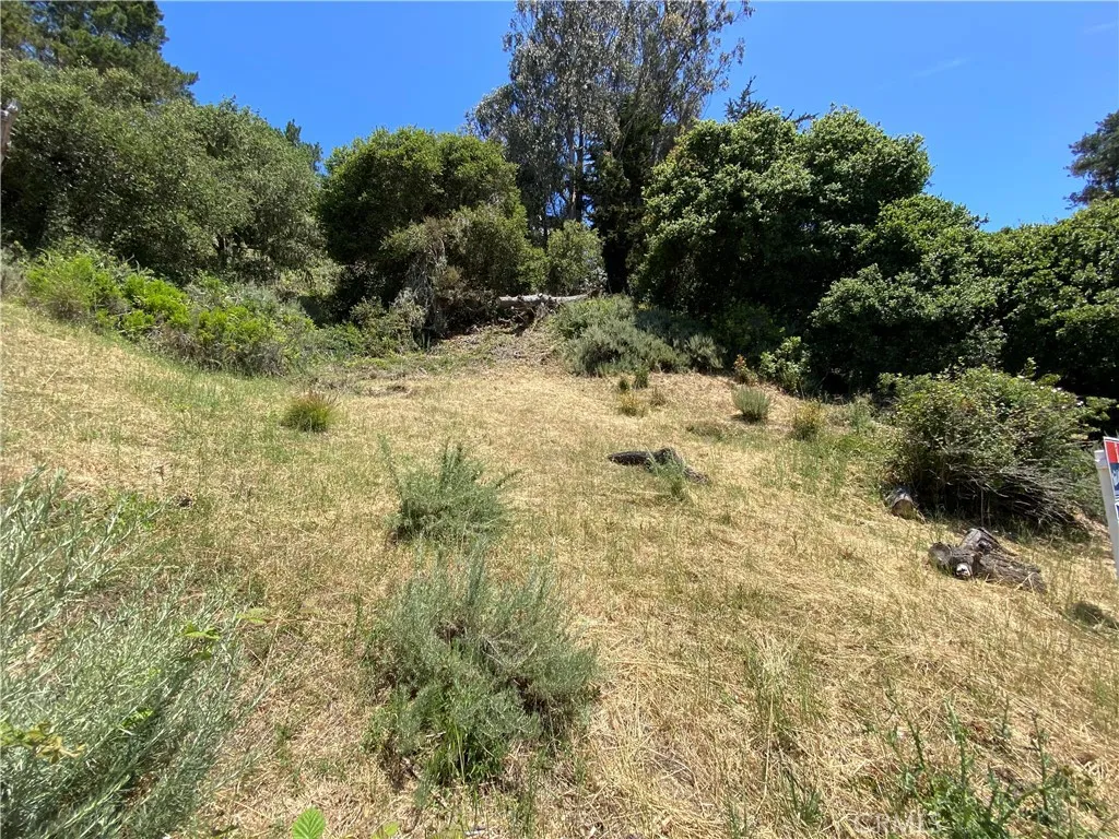 0 Kent Cambria, CA 93428 - Photo 2 of 8 a view of a yard with plants and large trees