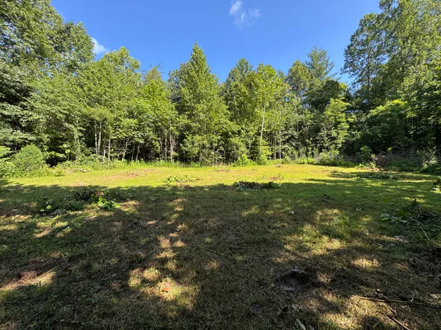 a close up of a plant