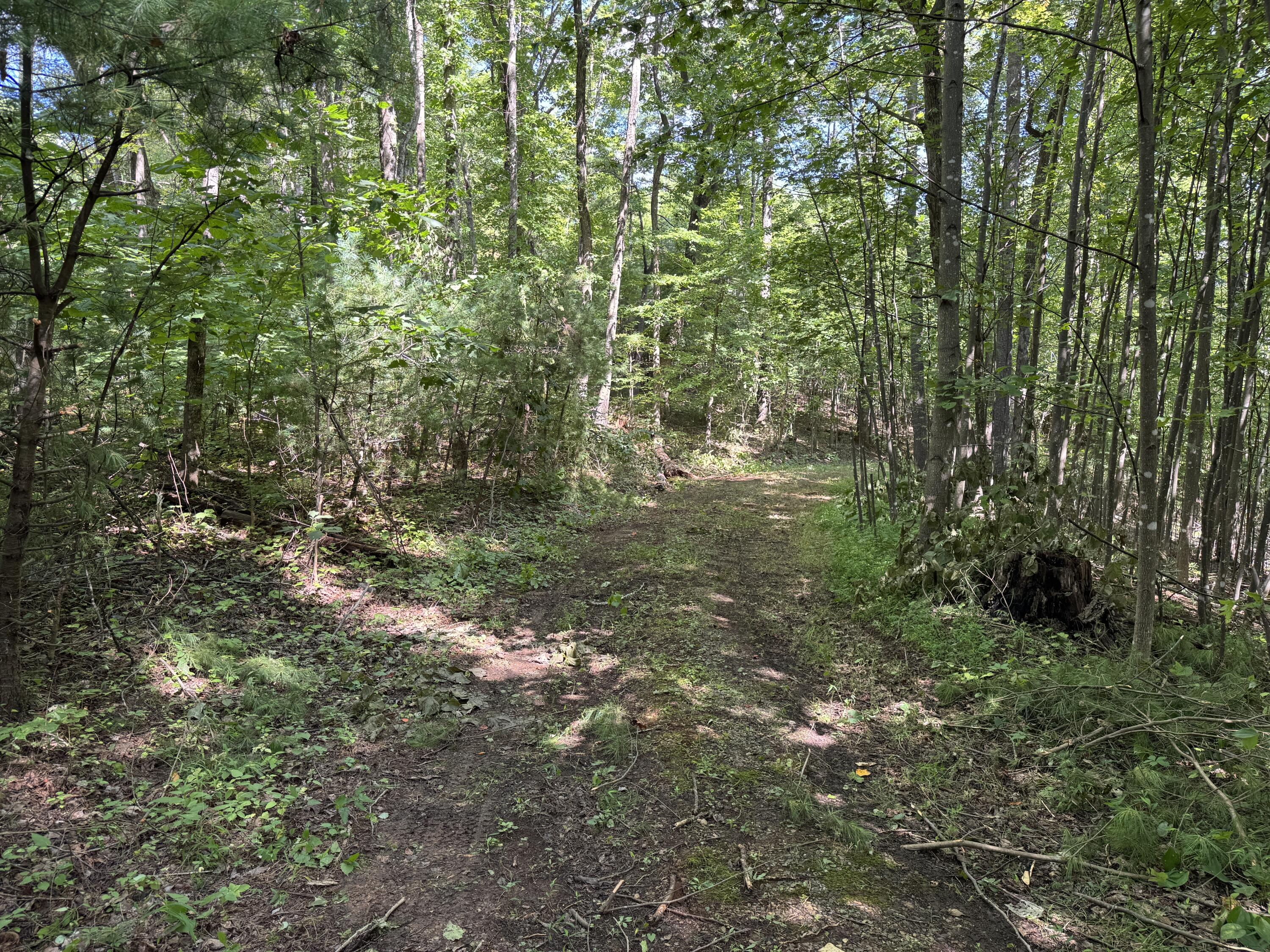100 Foothills Road Callaway, VA 24067 - Photo 3 of 10 a close up of a plant
