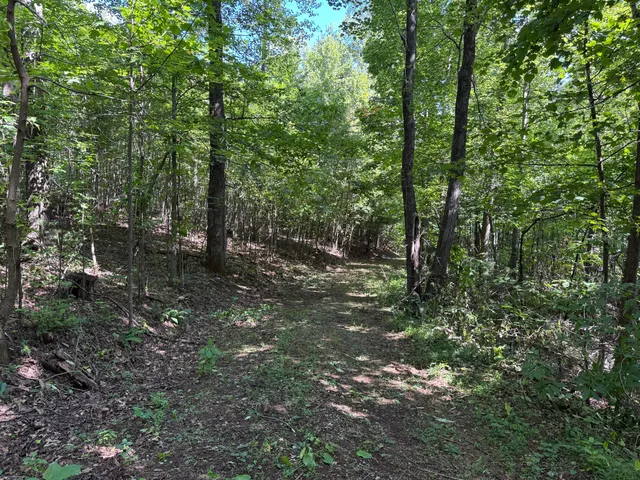 a view of a forest with trees in the background