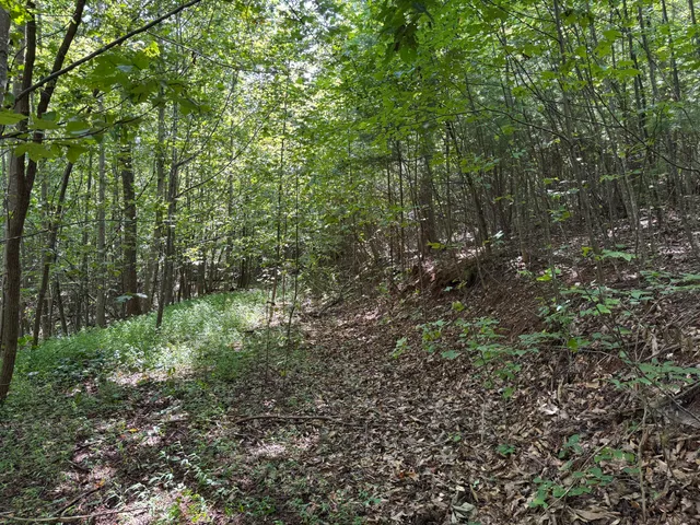 a view of a forest with trees in the background