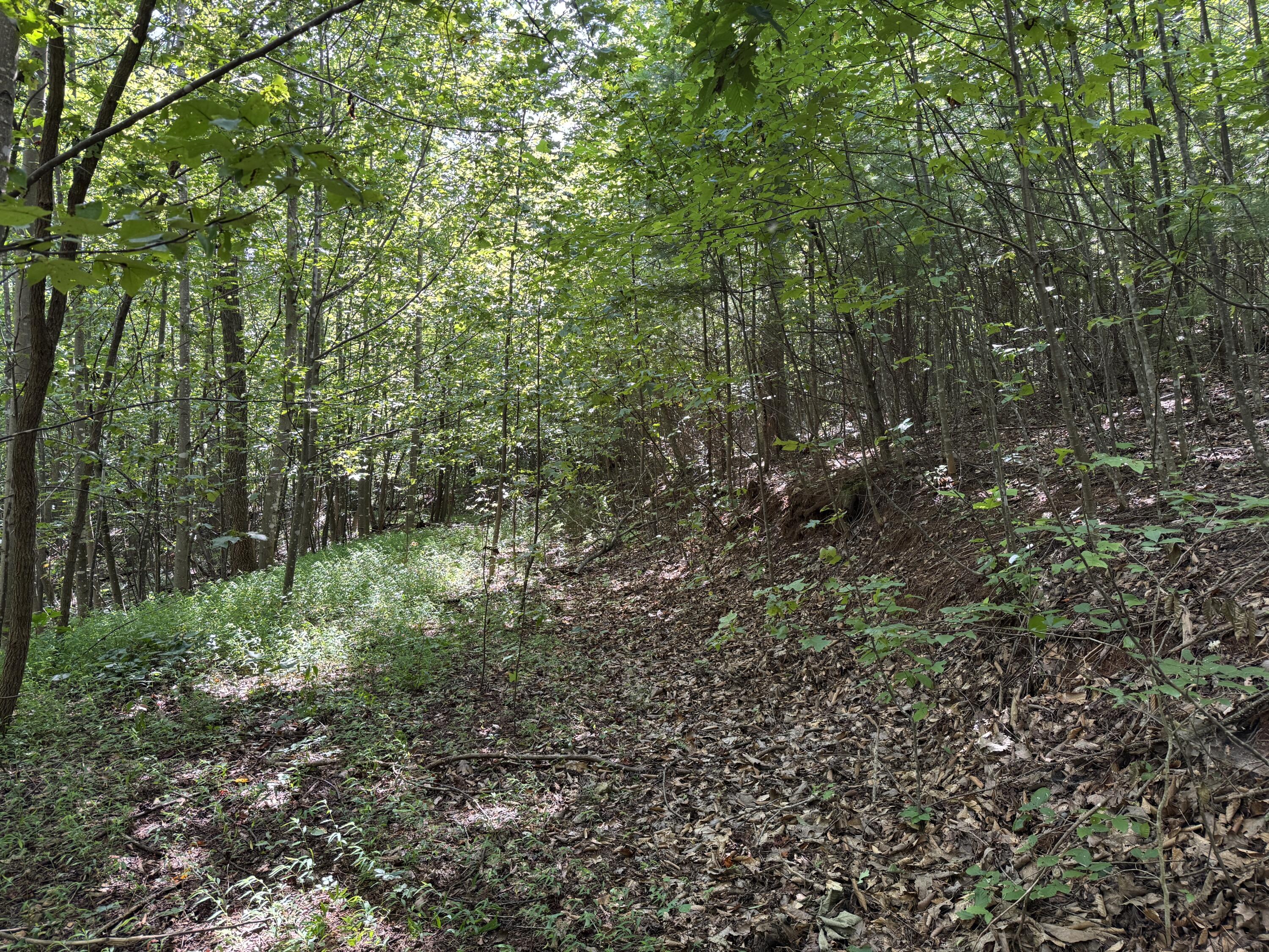 100 Foothills Road Callaway, VA 24067 - Photo 5 of 10 a view of a forest with trees in the background