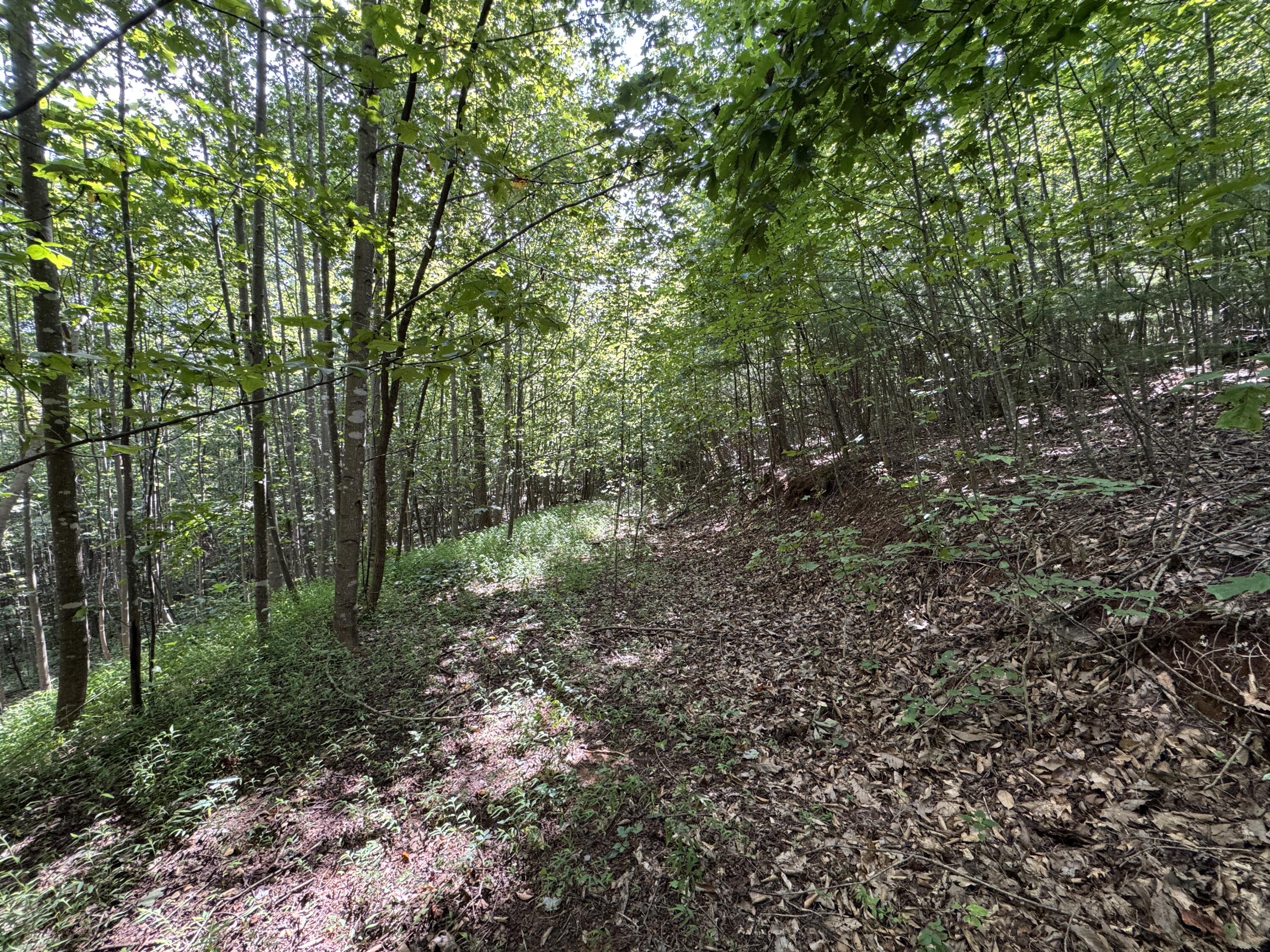 100 Foothills Road Callaway, VA 24067 - Photo 6 of 10 a view of a forest with trees in the background