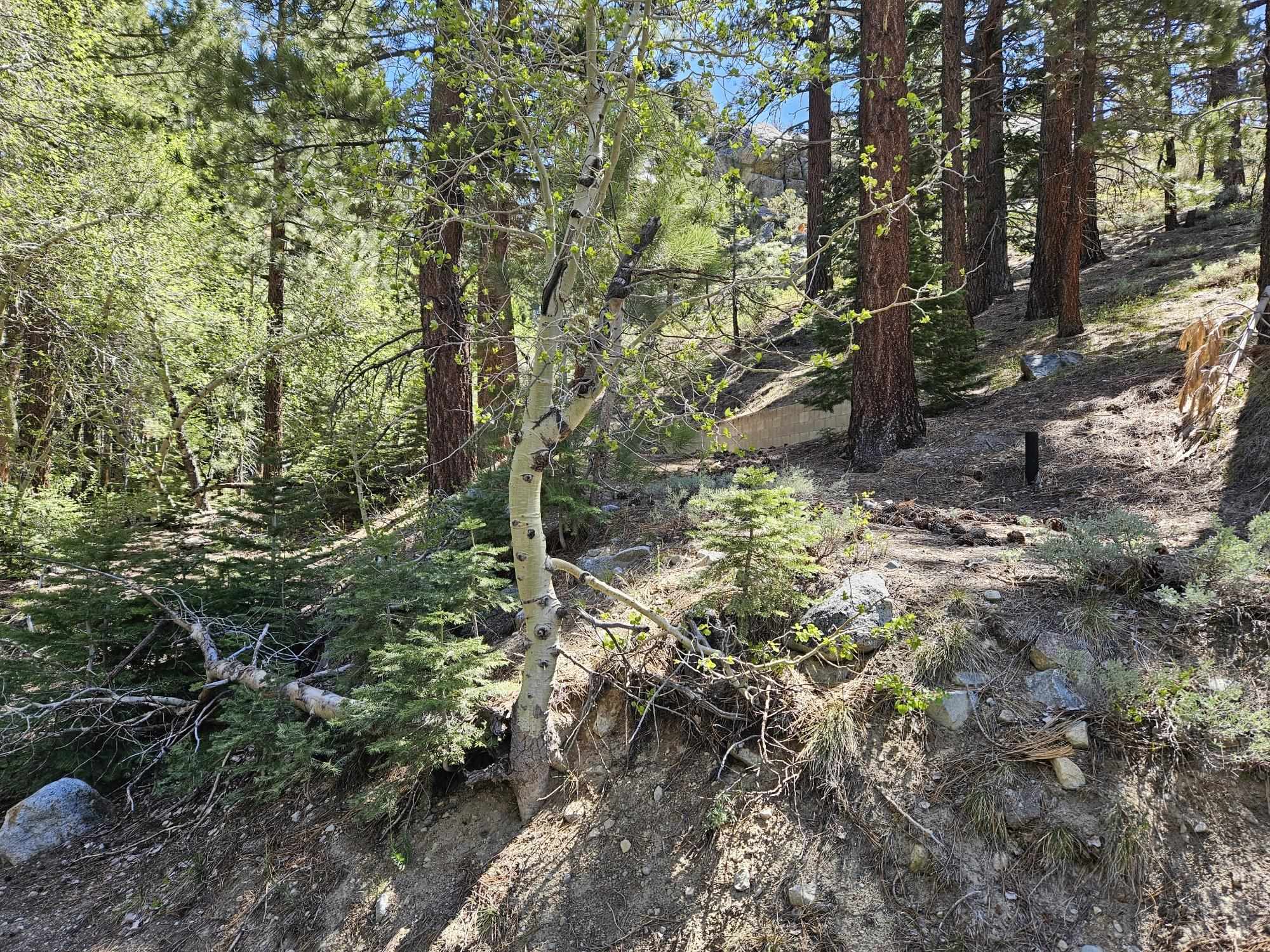 Lot 22 Aspen Road June Lake, CA 93529 - Photo 4 of 19