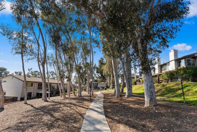 a view of a park with large trees