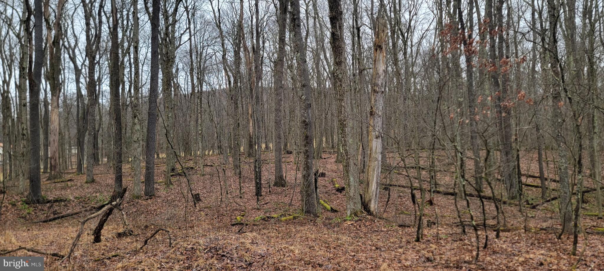 Camp Galilee Road Terra Alta, WV 26764 - Photo 36 of 40