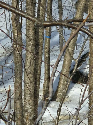 $124,999 | Lot#9-east Lot#9-east Moose Alley Road, Temple, ME 04984