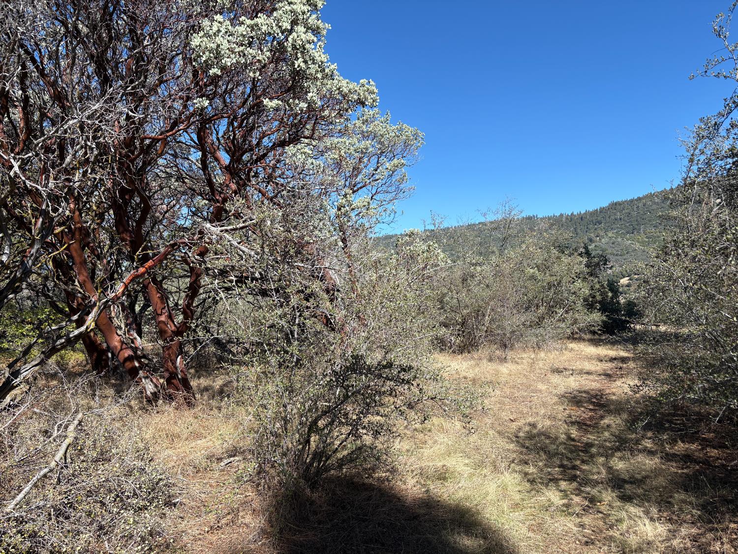 0 Todd Eymann Road Miramonte, CA 93641 - Photo 1 of 19 a view of a dry yard with mountains in the background