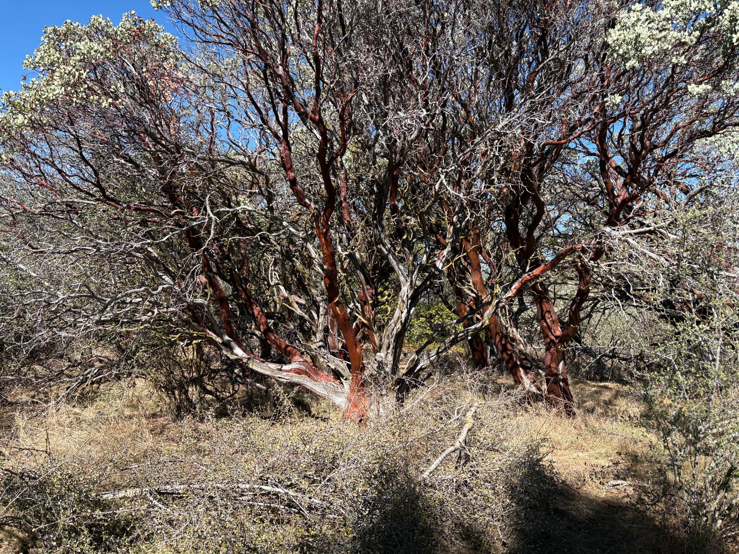 0 Todd Eymann Road Miramonte, CA 93641 - Photo 2 of 19 a view of a yard