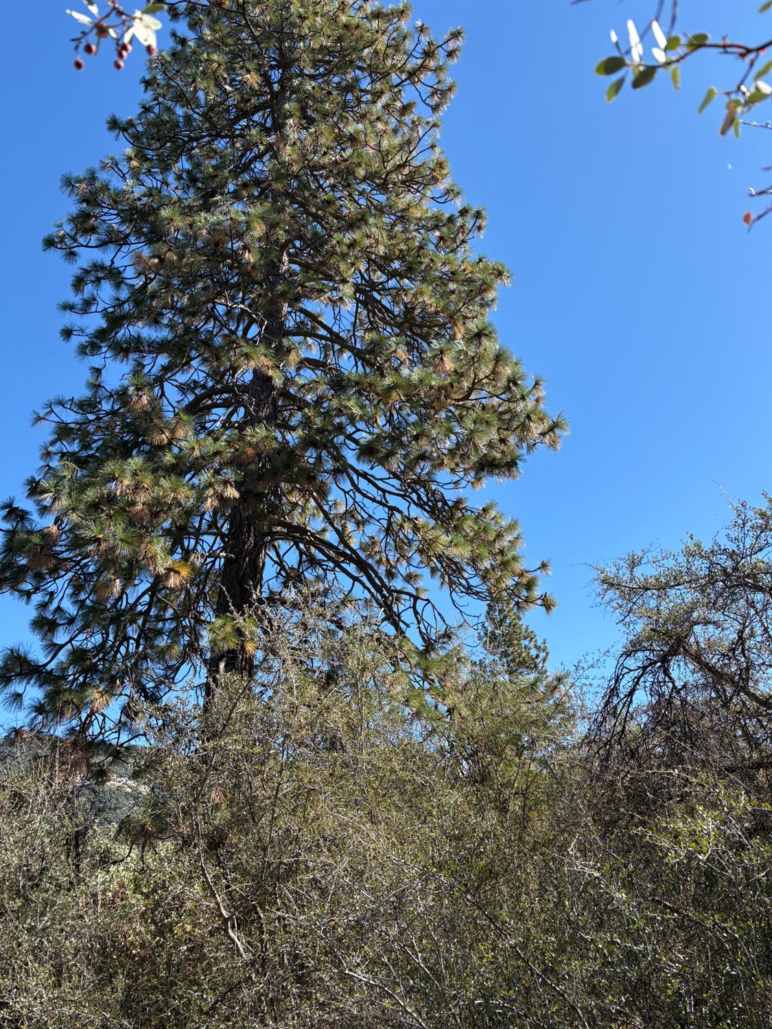 0 Todd Eymann Road Miramonte, CA 93641 - Photo 4 of 19 a view of a tree