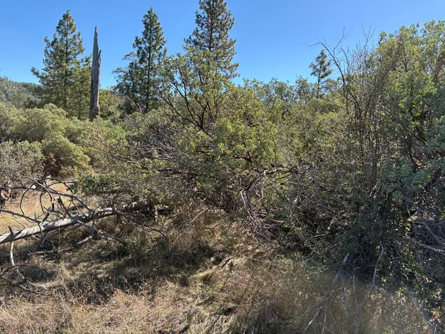 a view of a forest with lots of trees