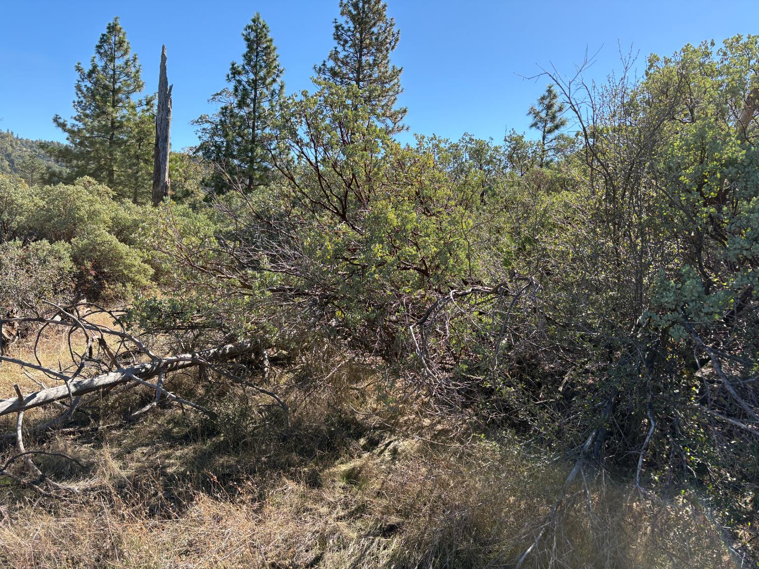 0 Todd Eymann Road Miramonte, CA 93641 - Photo 6 of 19 a view of a forest with lots of trees