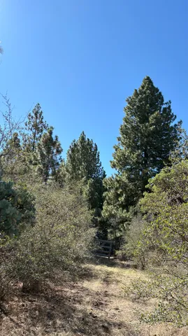 a view of a yard with plants and trees