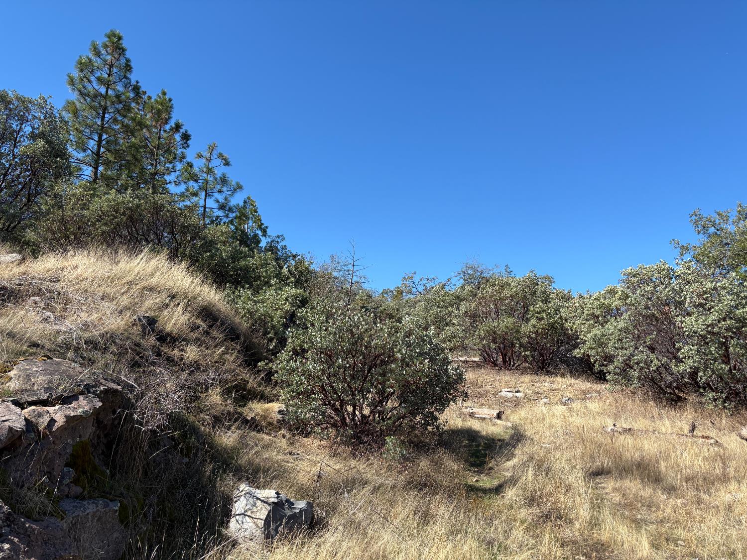 0 Todd Eymann Road Miramonte, CA 93641 - Photo 8 of 19 a view of a forest with a tree in the background