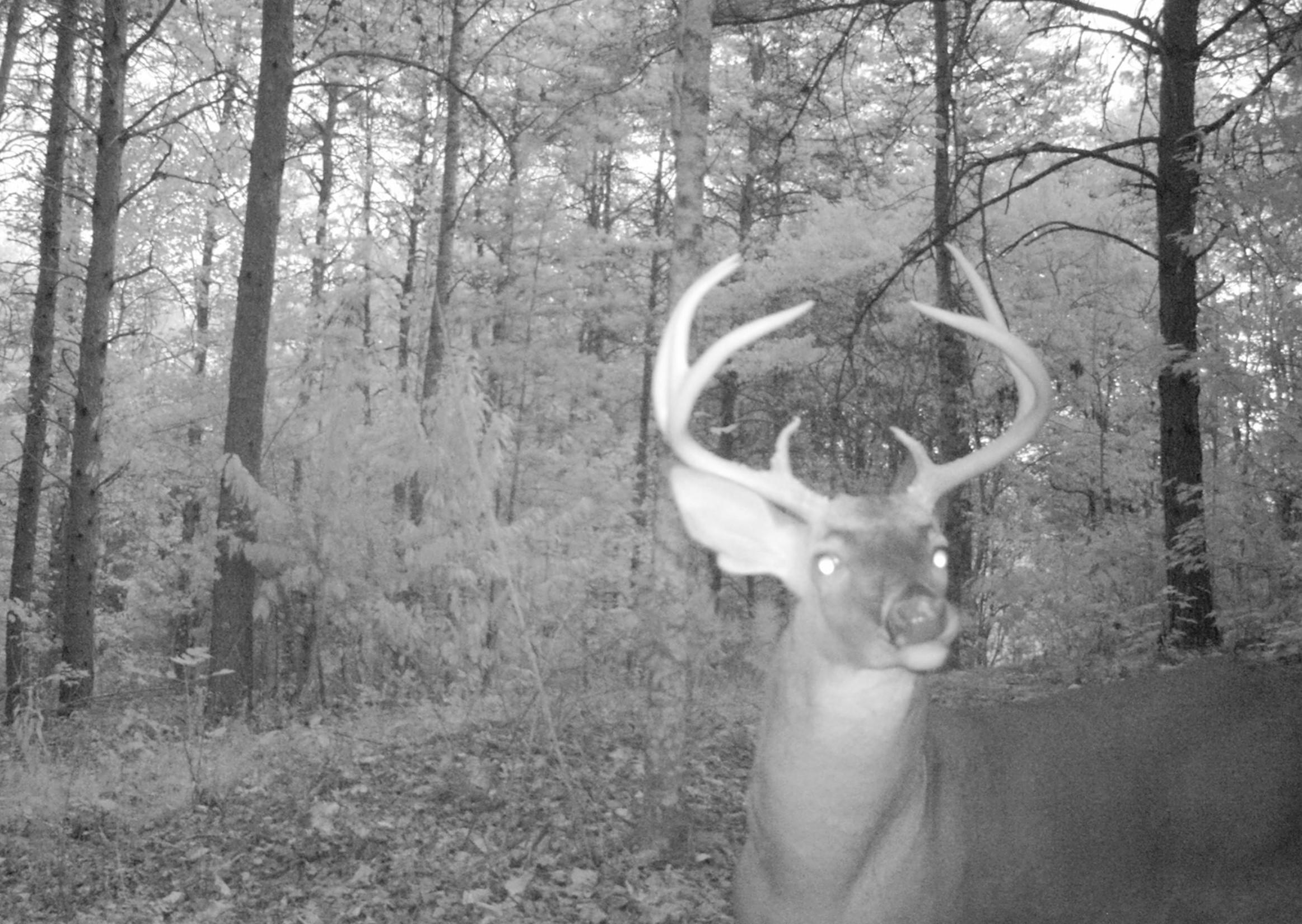 1 Mill Creek Road Pigeon Forge, TN 37862 - Photo 22 of 26 Abundant Wildlife