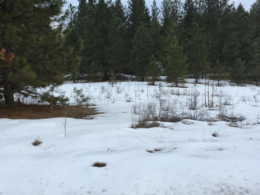 Tbd Rocky Lake Road Colville, WA 99114 - Photo 3 of 13