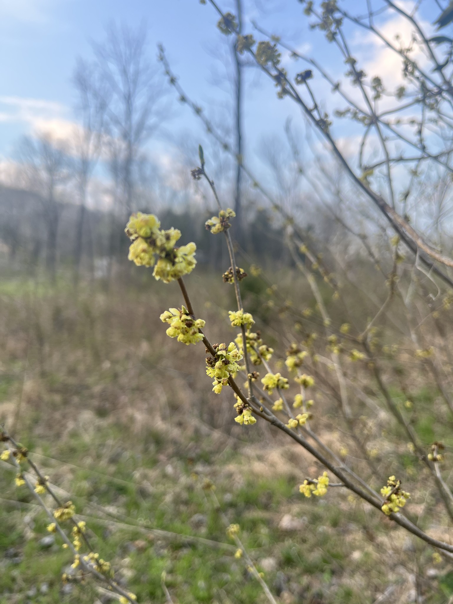 100 Henley Road Ashland City, TN 37015 - Photo 11 of 18