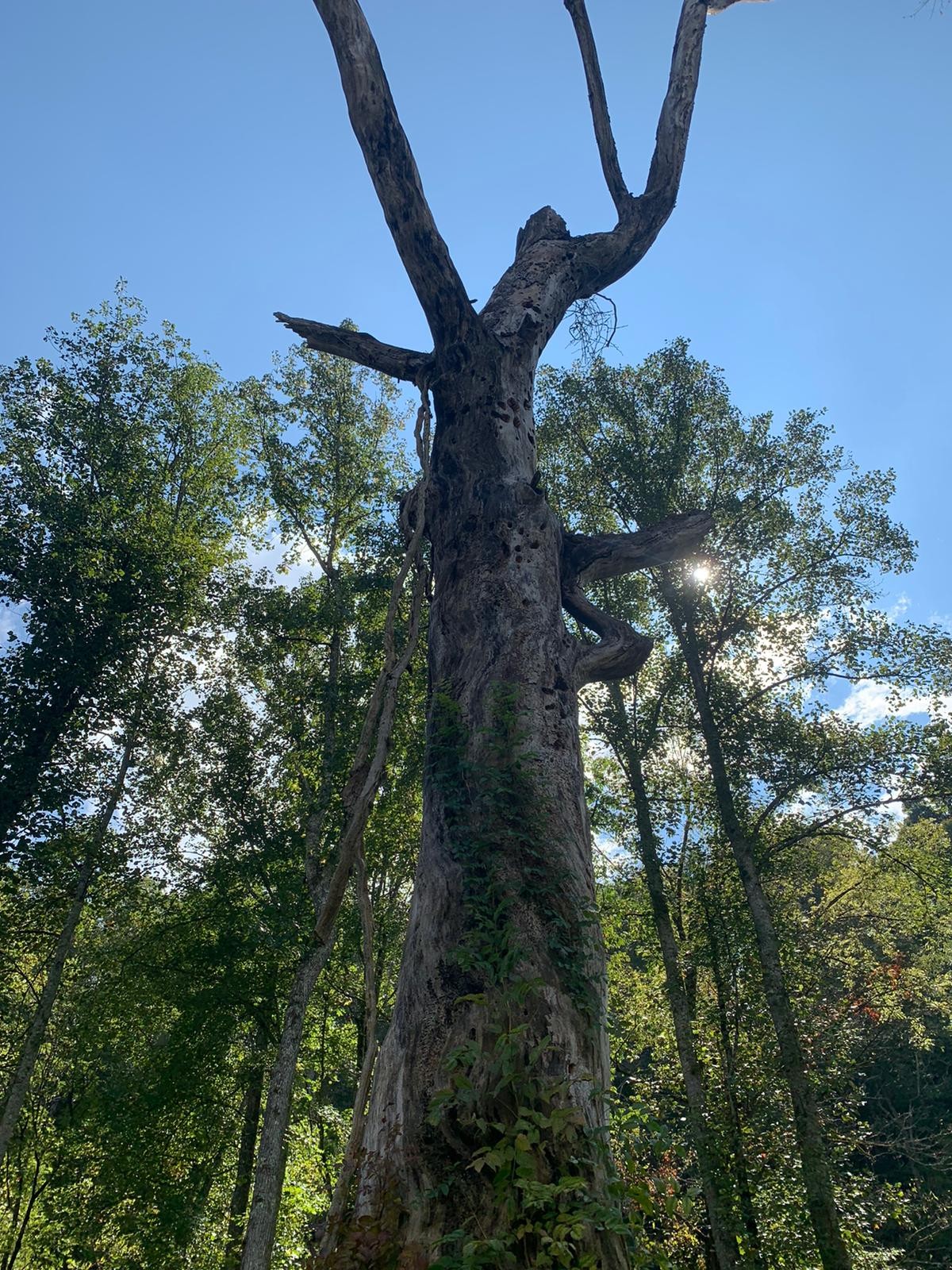 100 Henley Road Ashland City, TN 37015 - Photo 13 of 18