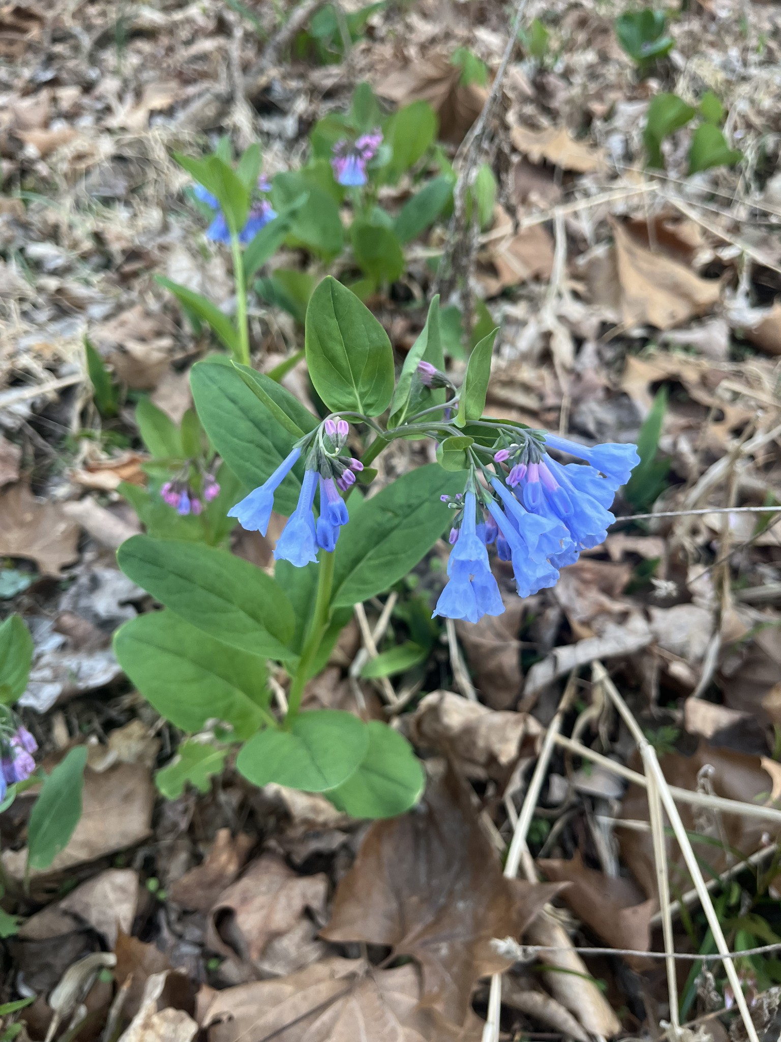 100 Henley Road Ashland City, TN 37015 - Photo 8 of 18