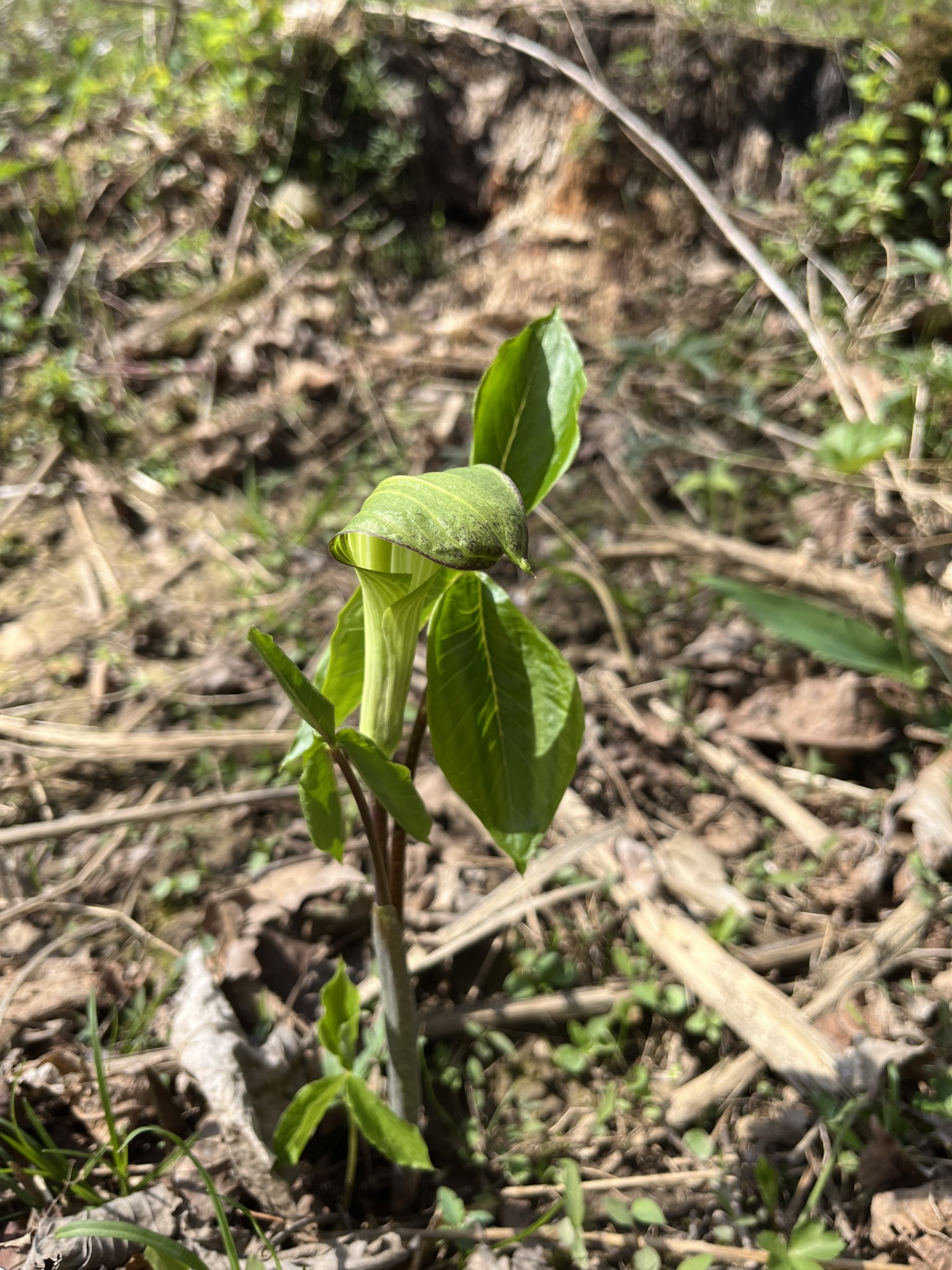 100 Henley Road Ashland City, TN 37015 - Photo 9 of 18