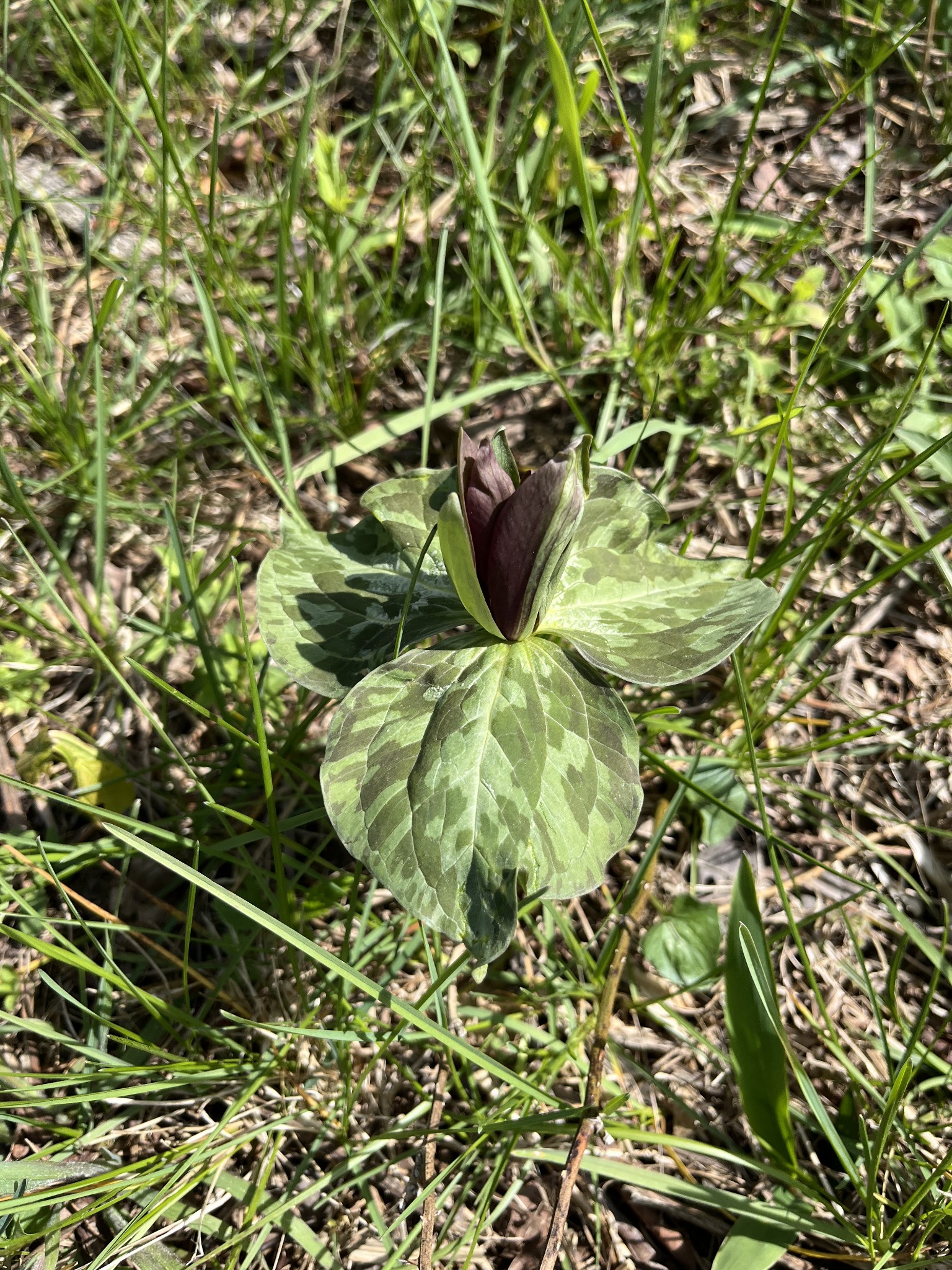 100 Henley Road Ashland City, TN 37015 - Photo 10 of 18