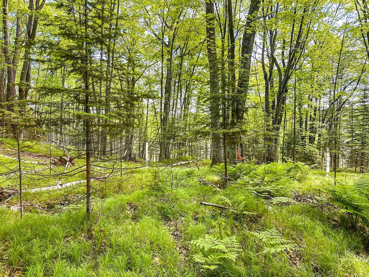 7895 Alva Lake Road Lake Tomahawk, WI 54539 - Photo 28 of 85 Gallery Image 28