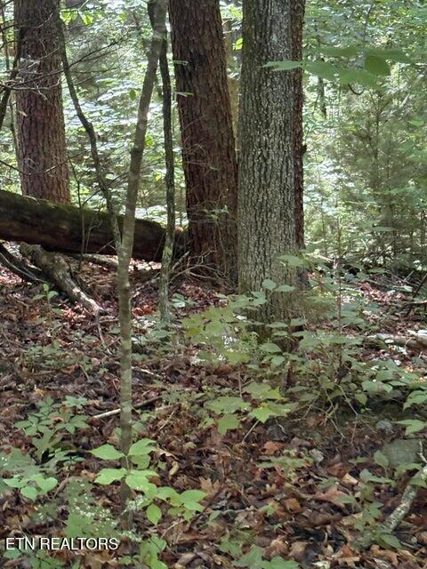 Lot 4 Old Furnace Road Tellico Plains, TN 37385 - Photo 4 of 13 4