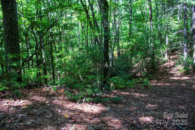 a view of a forest with trees in the background