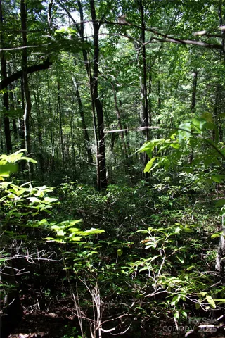 a view of a tree with a tree