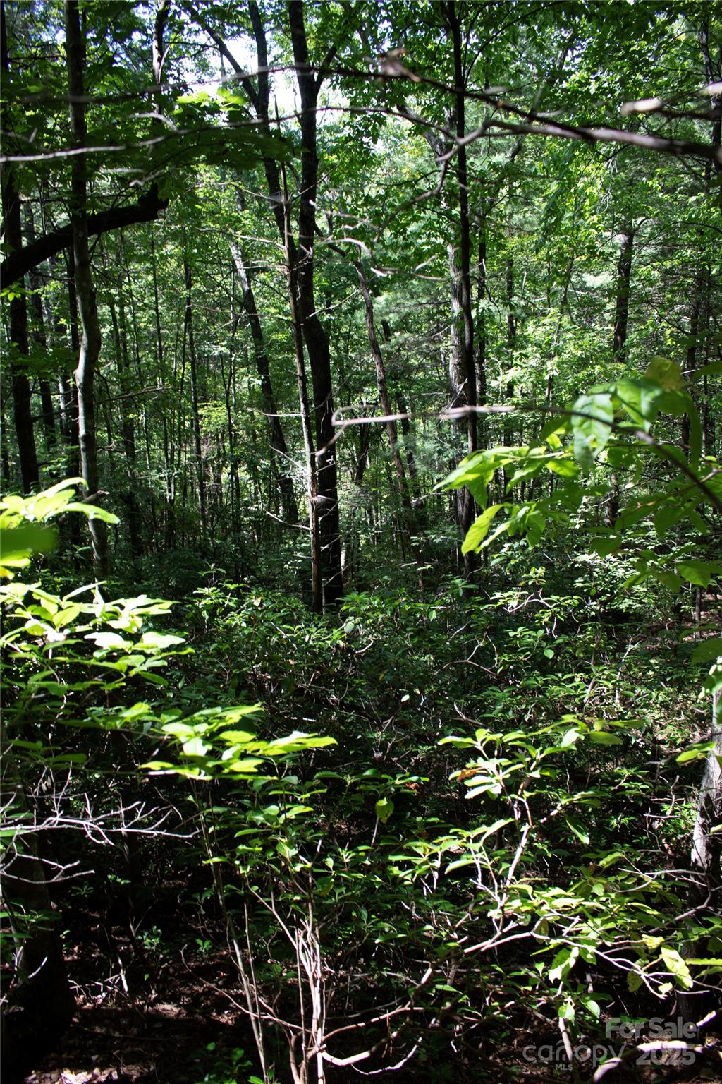 Tbd Frozen Creek Road, Unit 34 Brevard, NC 28712 - Photo 3 of 10 a view of a tree with a tree