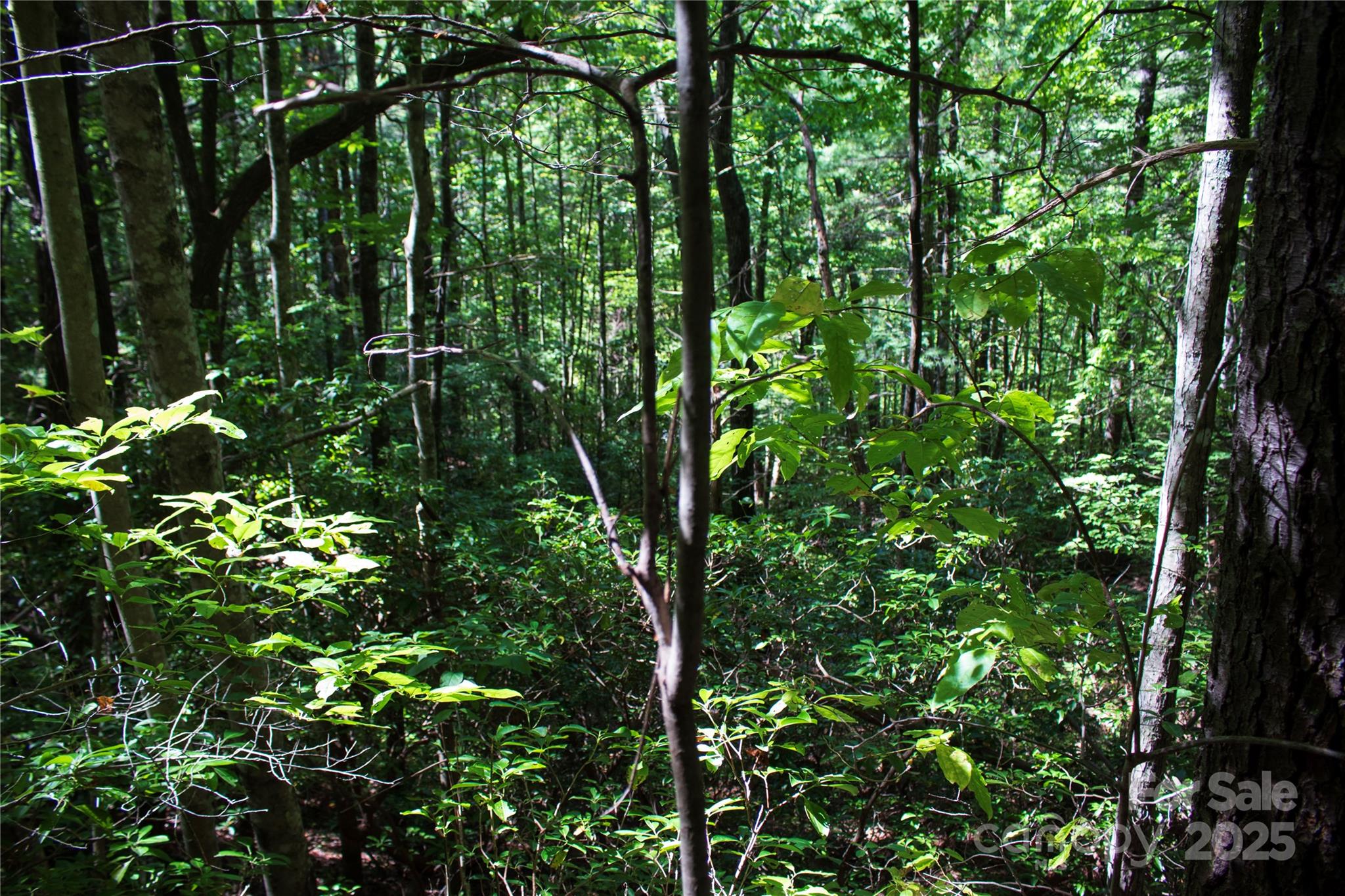 Tbd Frozen Creek Road, Unit 34 Brevard, NC 28712 - Photo 4 of 10 a view of tree