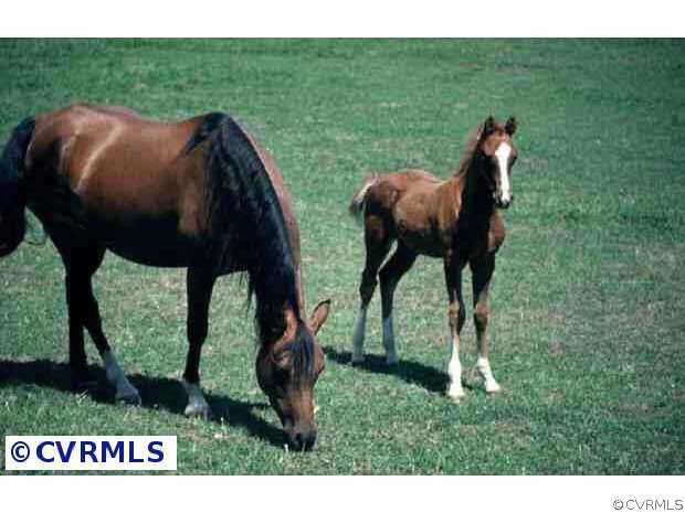 1 Meade Road Amelia Court House, VA 23002 - Photo 5 of 8 Other - HORSES OK!!!
