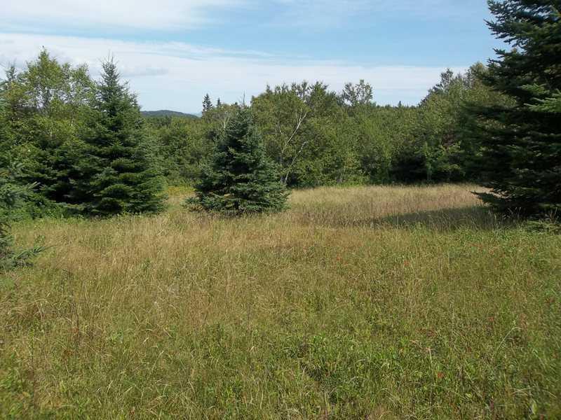 758 Dixie Road Lubec, ME 04652 - Photo 14 of 14 Yard/Garden.