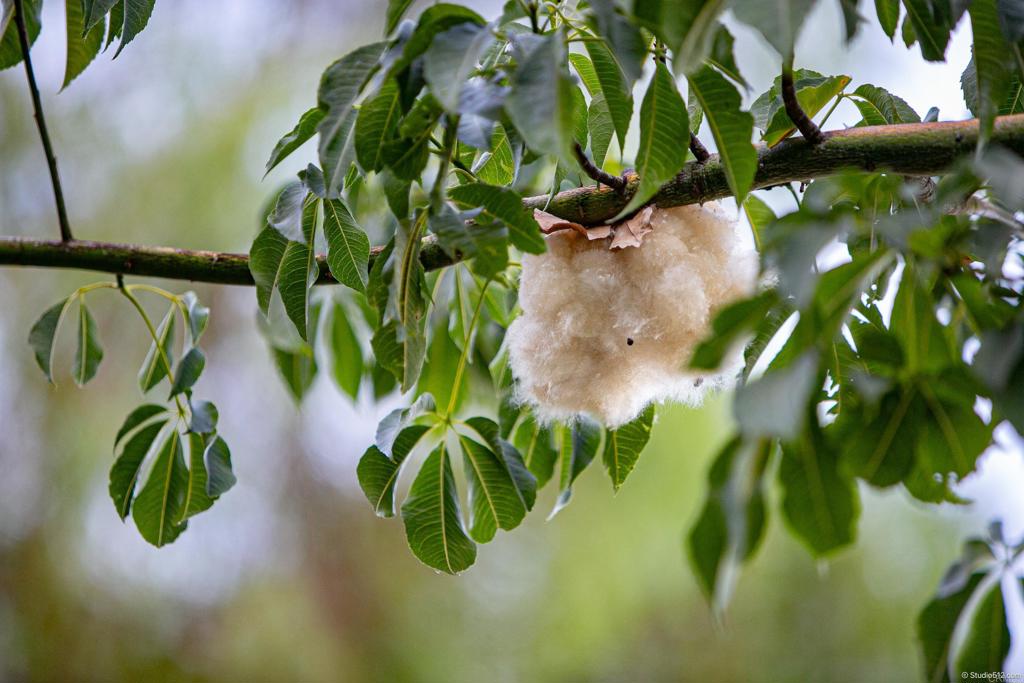 1217 Cedar Street Ramona, CA 92065 - Photo 36 of 42 Orchid Tree