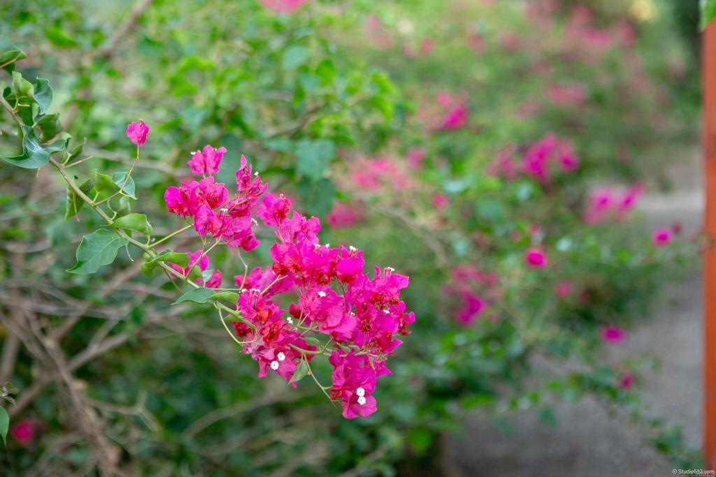 1217 Cedar Street Ramona, CA 92065 - Photo 37 of 42 Bougainvillea