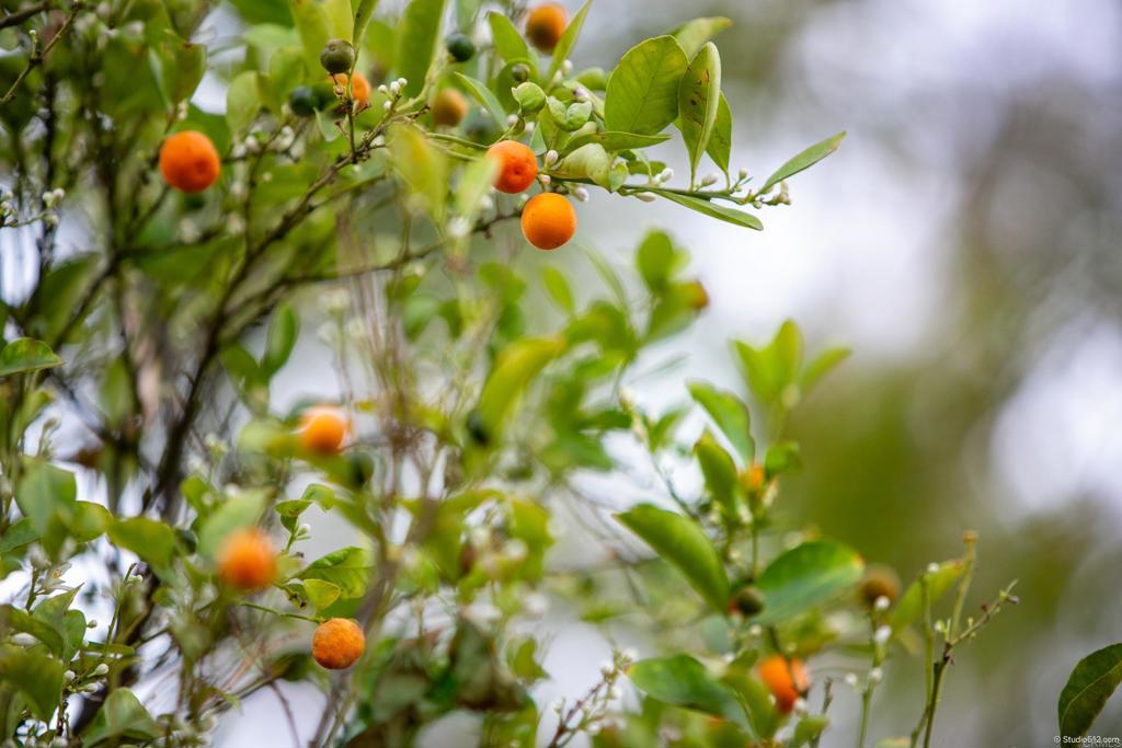 1217 Cedar Street Ramona, CA 92065 - Photo 38 of 42 Orange Tree